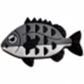 Sc Black fish