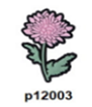 p12003-Flower