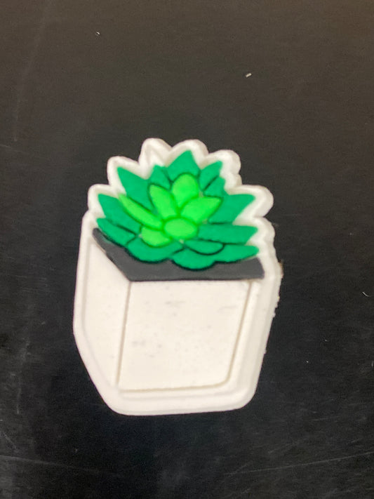 CACTUS SUCCULENTS PLANTS