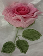 Nancy Rose Datai Rose Flower Tai Rose Pink